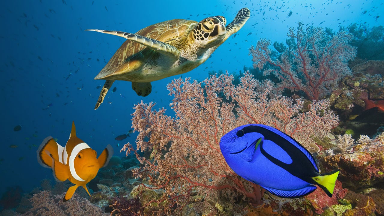 Scientists say the once pristine Great Barrier Reef in Australia is disappearing at a rate of 3.4 percent each year. 