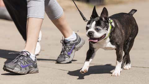 A sunny day is a great time to take a dog for a walk – but be aware of how hot the pavement is.  (Getty/Elizabeth K. Kearley)