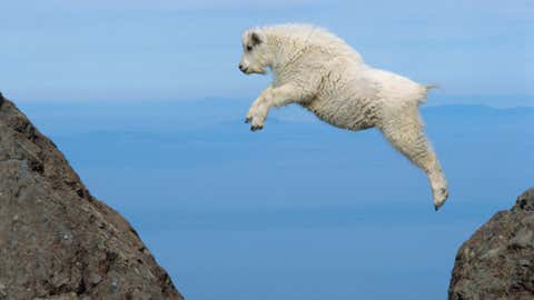 A young Rocky Mountain goat springs high in the air as it leaps from rock to rock in Olympic National Park. (W. Wayne Lockwood, M.D./Getty Images)