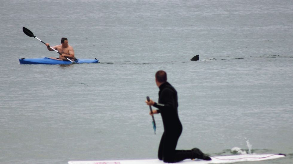 A dorsal fin is seeing trailing a kayaker off the coast of Mass.