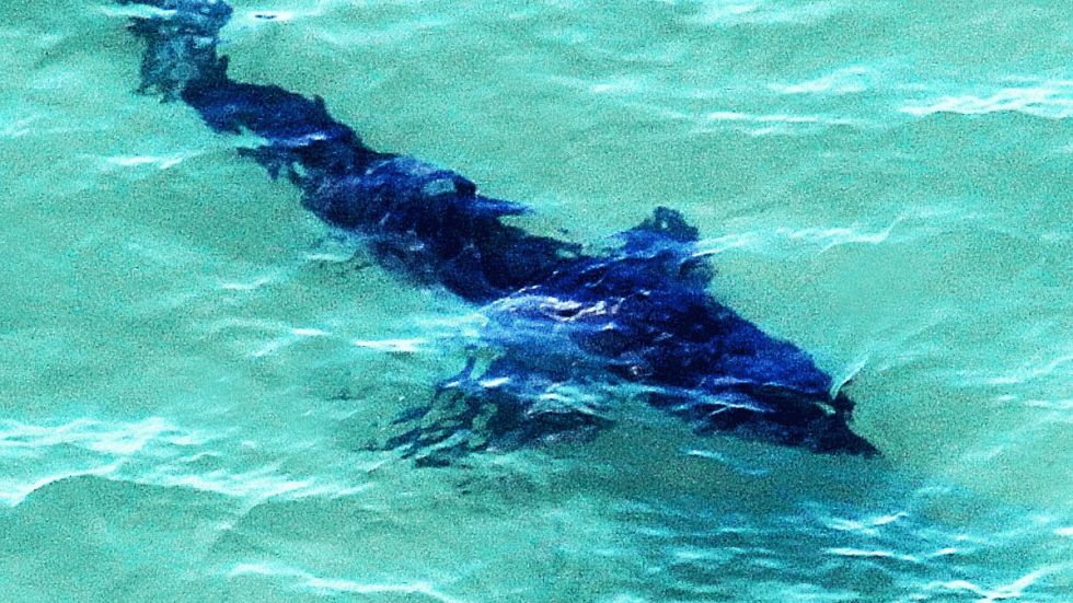 Great White Shark, estimated to be 12-feet is seen off Mass. coast.