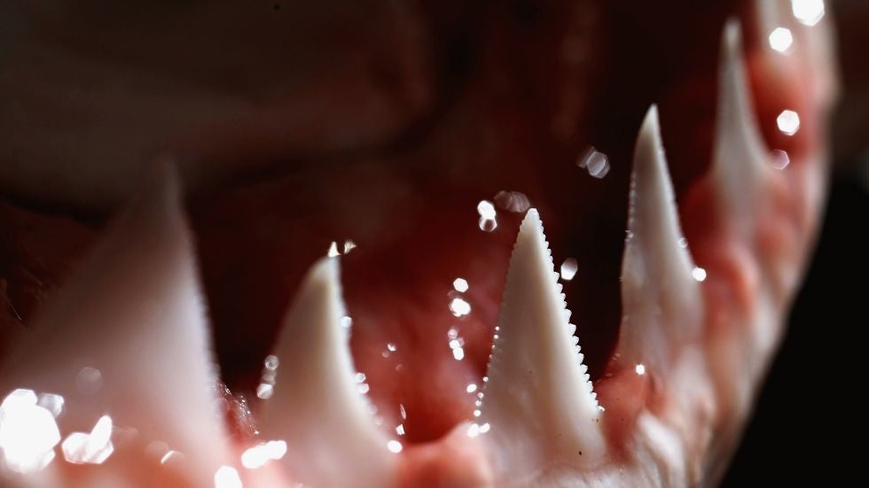 The teeth and jaw of a Great White Shark.