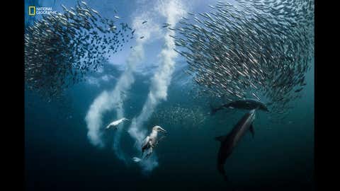 Sardine Run: "During the sardine migration along the Wild Coast of South Africa, millions of sardines are preyed upon by marine predators such as dolphins, marine birds, sharks, whales, penguins, sailfishes, and sea lions. The hunt begins with common dolphins that have developed special hunting techniques to create and drive bait balls to the surface. In recent years, probably due to overfishing and climate change, the annual sardine run has become more and more unpredictable. It took me two weeks to have the opportunity to witness and capture this marine predation." (Greg Lecoeur/2016 National Geographic Nature Photographer of the Year)