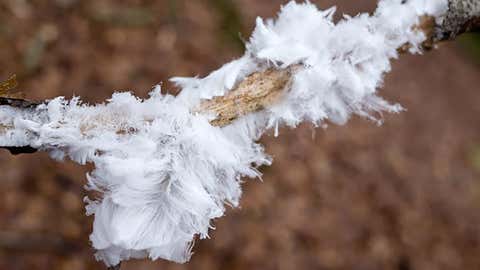 Rare hair ice was discovered this month in Loch Lomond and The Trossachs National Park. (Suzanne Humphris)