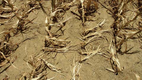 illinois-dried-out-corn