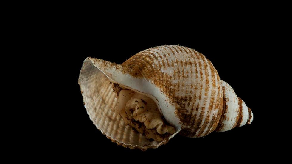 A new species of gastropod snail discovered at the Longqi vent in the southwest Indian Ocean. (David Shale/University of Southampton)