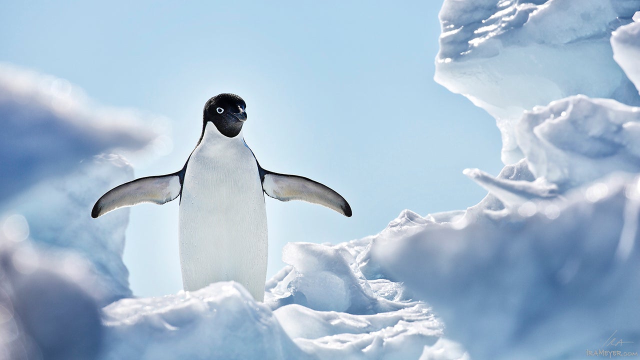 Photographer Ira Meyer has traveled to the antarctic over 30 times, capturing the beauty of both the landscape and the wildlife there. (Ira Meyer)