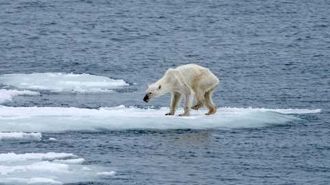 An emaciated polar bear is seen on a small sheet of ice in this image taken in August in Svalbard, north of mainland Norway. (Kerstin Langenberger)