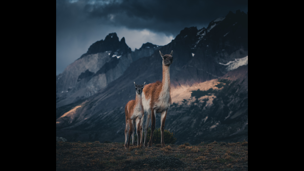 Guanacos are numerous in the Patgonia area. They live in tight herds and teach the young how to walk and run immediately after birth. Konsta Punkka and Mikko Lagerstedt photographed the unique moments of the herds and also of guanacos that keep watch on mountain slopes. (Konsta Punkka)