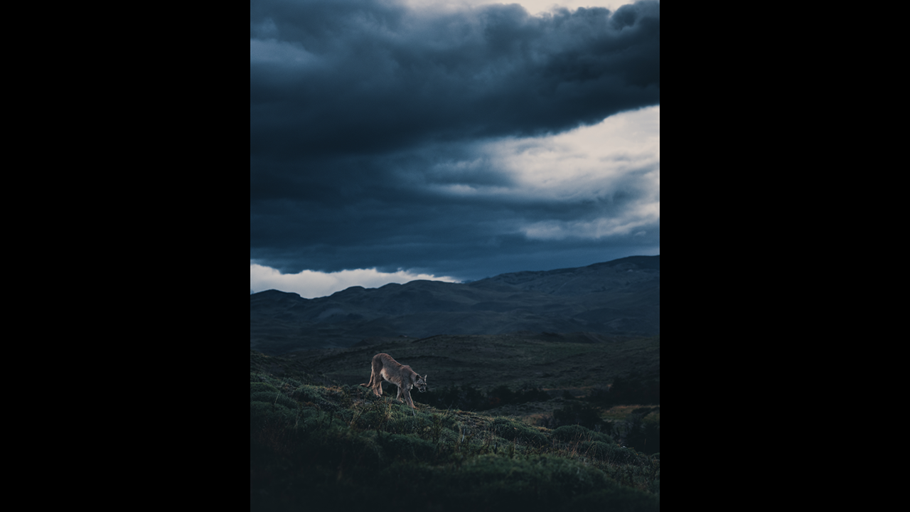 The Patagonia Puma is the largest land carnivore in Chile. They live in a variety of habitats, ranging from a dense forest to rocky and shrubby areas. (Konsta Punkka)