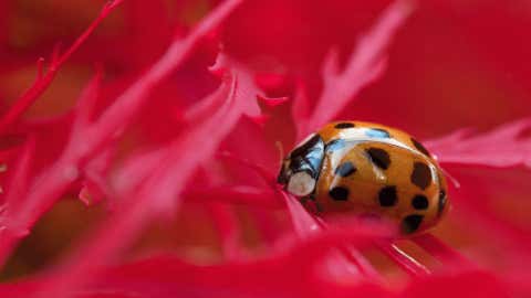 Ladybug