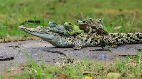 The five frogs look out from over the top of the crocodile's head.