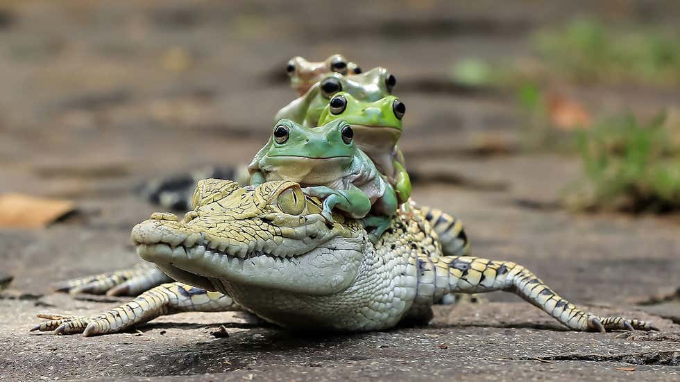 mdrum_frog_conga-1_0.jpg