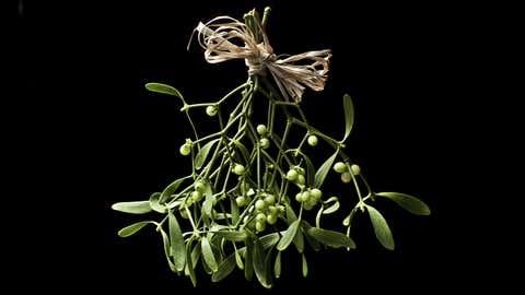 This festive plant isn't what it seems. (iStock/aidaricci)