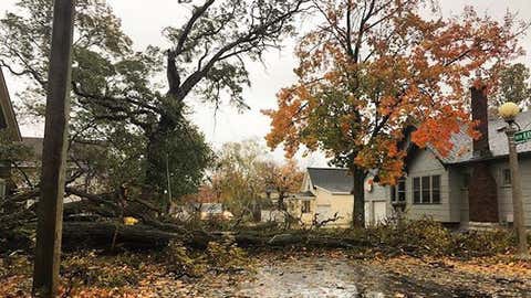 A tree is downed during a high wind event in Marquette, Michigan, on Oct. 24, 2017. (sageandspry/IG)