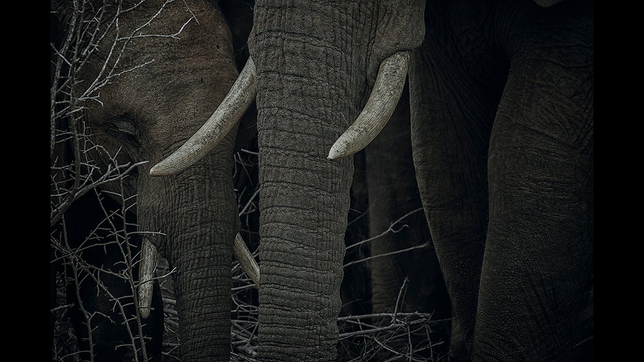 Wildlife Insight Winner: Alice van Kempen. Lower Sabie, Kruger National Park, South Africa. In Africa, poachers slaughter an elephant every 15 minutes to supply the demand for ivory &ndash; that&rsquo;s 96 beautiful creatures a day. In 2016, as of the middle of September, there had been 36 elephants killed by poachers in the Kruger National Park alone &ndash; the highest number since 1982. With this in mind, I wanted to create a photograph to reflect the situation the elephants are in. I chose to capture the sad look of one of the elephants; a dark image that lets you focus on the tusks. (Alice Van Kempen / Outdoor Photographer of the Year)