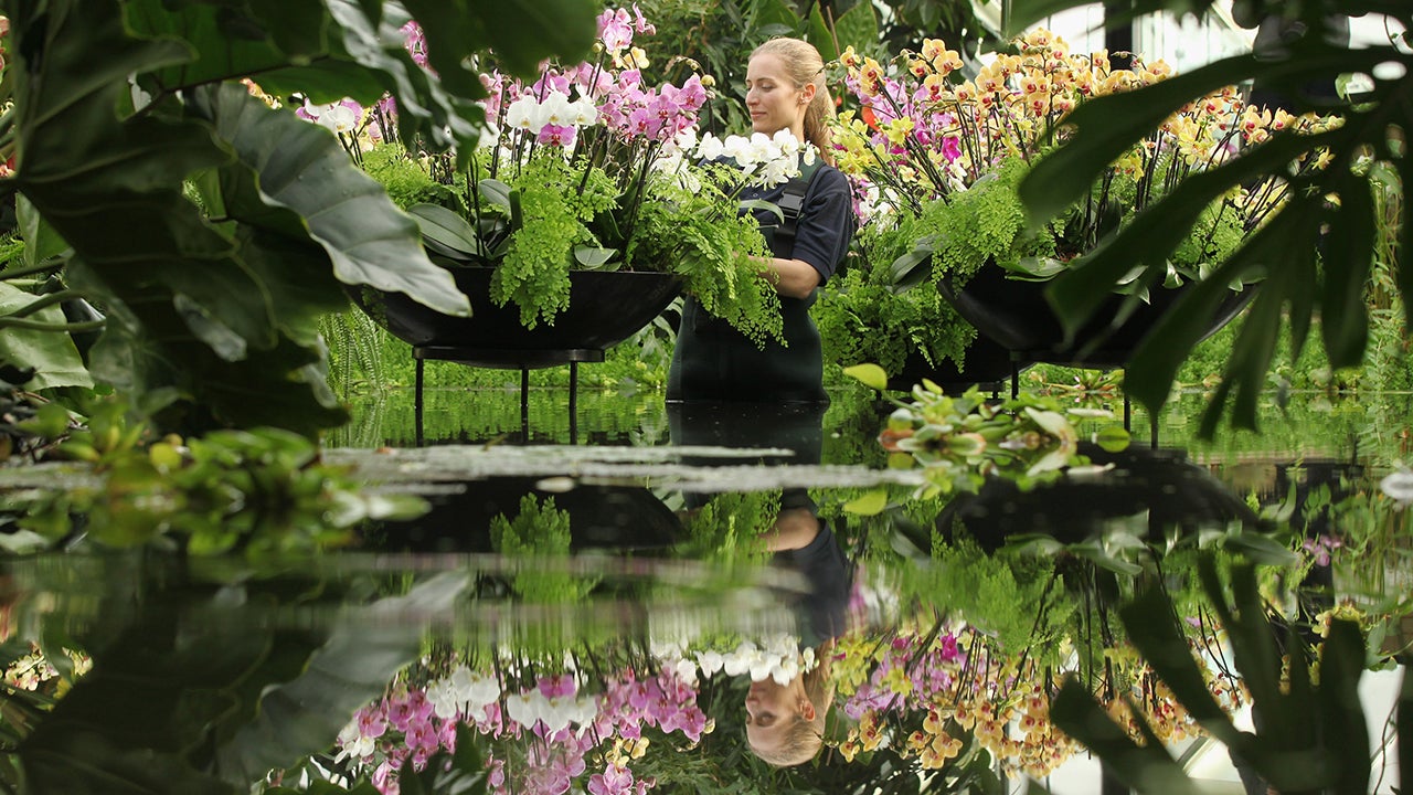 Anne Rostek, a Kew Diploma Student in horticulture, arranges an orchid in Kew Gardens' 'Tropical Extravaganza Festival 2011' on February 3, 2011 in London, England. The exhibition of tropical flora in the Princess of Wales Conservatory at the Royal Botanical Gardens, Kew opens to the public on February 5, 2011. The Tropical Extravaganza marks the UN International Year of Forests and features over 7000 tropical plants including over 3000 orchids which have taken over 2270 man-hours to arrange.  (Oli Scarff/Getty Images)