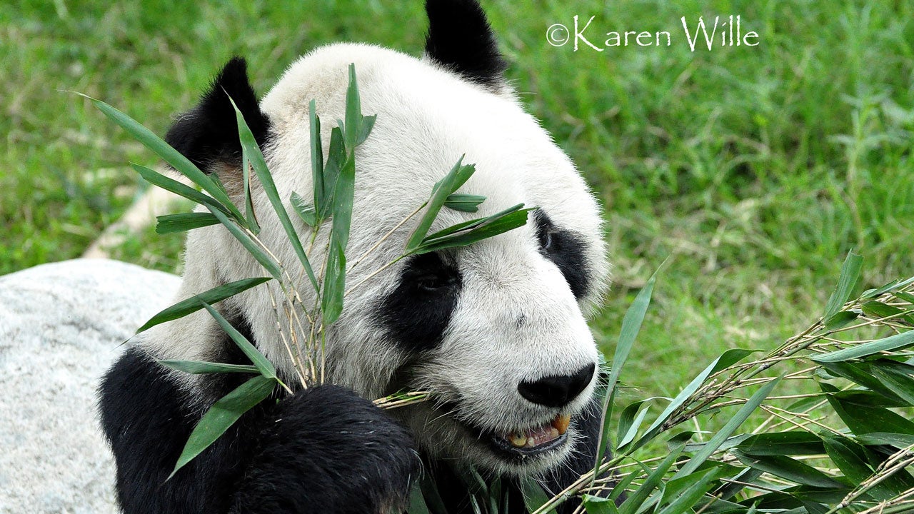 Pan Pan World S Oldest Male Panda Dies In China The Weather Channel Articles From The Weather Channel Weather Com