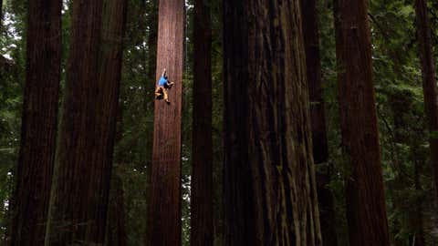 Chris Sharma free climbs a Redwood tree in Eureka, California, on May 18, 2015. Free climbing involves the use of just hands and feet, and no other tree-climbing aids. (Keith Ladzinski / Red Bull Content Pool)