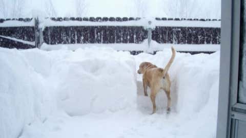 Watertown, located just east of Lake Ontario, piled up 45 inches of snow on November 15, 1900. Image: A dog climbs up a staircase made of snow in nearby Fort Drum. From iWitness Weather contributor catsim.