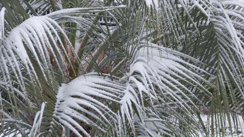 In eastern South Carolina around 25 miles north of Florence, the town of Society Hill recorded 18 inches of snow on Feb. 25, 1914. Image: Snow-covered palmetto leaves in Florence on Jan. 20, 2009. Credit: iWitness Weather robdob77