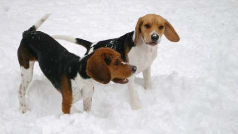 Four feet of snow was reported at Gunn's Ranch in north-central Washington on January 21, 1935. Image: Dogs playing in the snow near Spokane, Wash. from iWitness Weather contributor camgla.