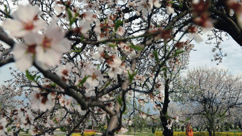 Kashmiri park-goers walk past blooming almond orchards as spring arrives at Badamwari in Srinagar on March 18, 2013. Spring has arrived in Indian-administered Kashmir, which marks a thawing of the lean season for tourism in the Himalayan region. (TAUSEEF MUSTAFA/AFP/Getty Images) 
