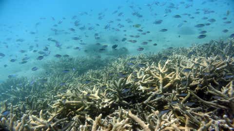 Great Barrier Reef Dieses Jahr Starben So Viele Korallen Wie Nie Zuvor The Weather Channel Artikel Von The Weather Channel Weather Com
