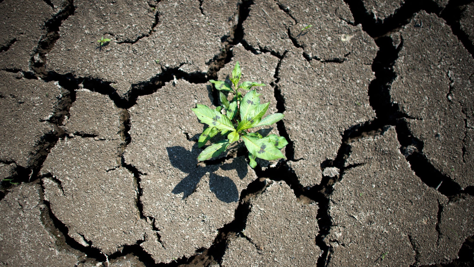 Im ausgetrockneten Flu&szlig;bett der Elbe in einem Hafenbecken bei Pirna (Sachsen) w&auml;chst am 11.08.2015 eine kleine Pflanze in den Rissen der trockenen Erde. Was Sonnenanbeter freut, treibt Landwirten die Sorgenfalten auf die Stirn. Das Vorjahr war ungew&ouml;hnlich warm und trocken. Ein Trend, der sich in den n&auml;chsten Jahren wohl fortsetzt. Foto: Arno Burgi/dpa 