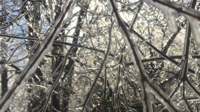 Ice accumulated overnight and covered tree limbs. (Twitter/heyimangie)