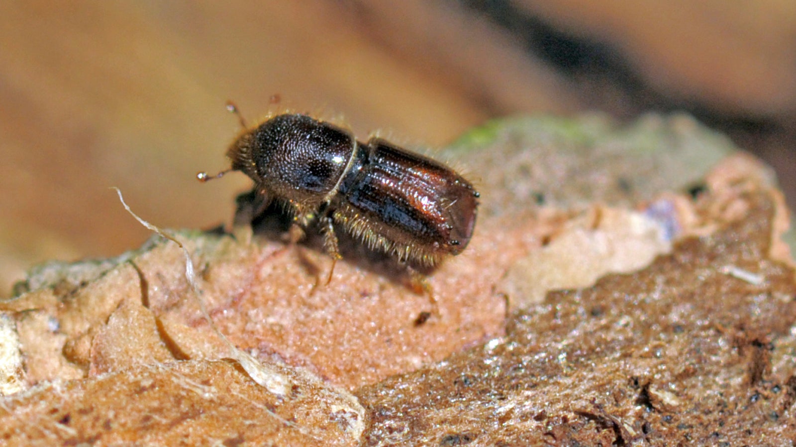 Ein Borkenk&auml;fer kriecht &uuml;ber eine befallene Fichte, aufgenommen im Rossauer Wald nahe Mittweida (Sachsen). 