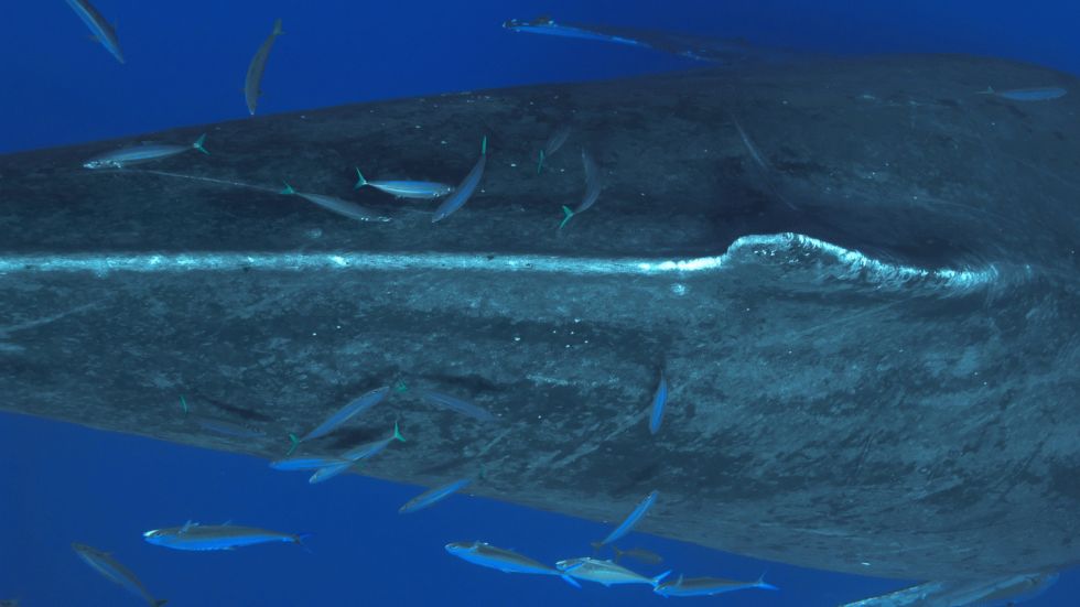 Small fish feed on a humpback's loose skin near Maui in 2004. Photography by Flip Nicklin/Minden Pictures, from Among Giants