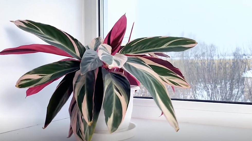 Five Tips To Keep Plants Safe In The Coldest Months