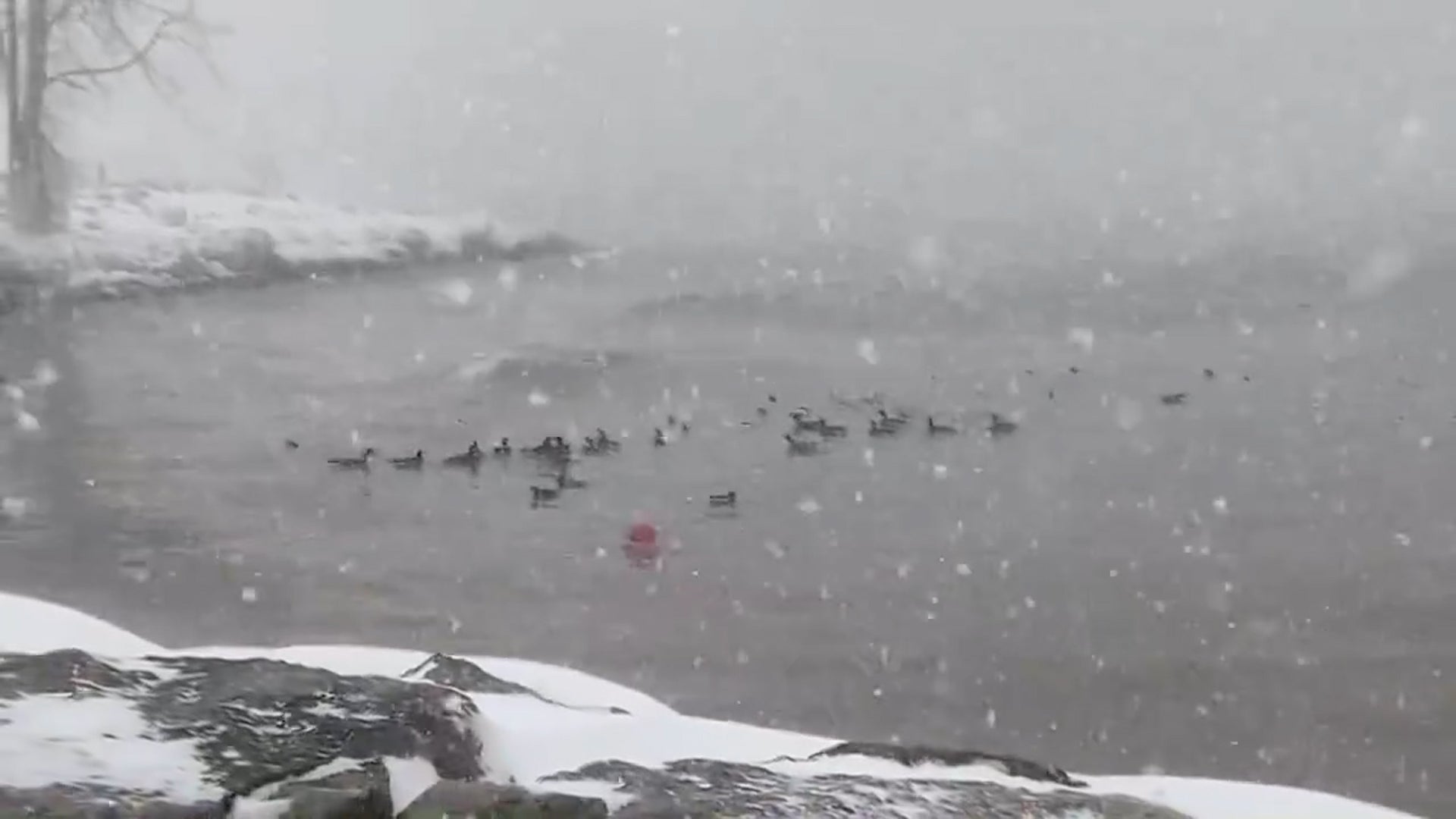What Winter? Birds Bob In Lake Erie Snowfall 