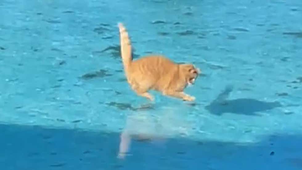 Cat Glides Across Frozen Pool Videos From The Weather Channel cat-glides-across-frozen-pool-videos-from-the-weather-channel