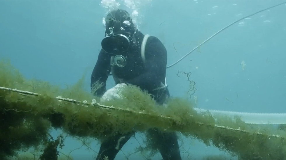 Could Seaweed Farming Be The Future? Videos from The Weather Channel