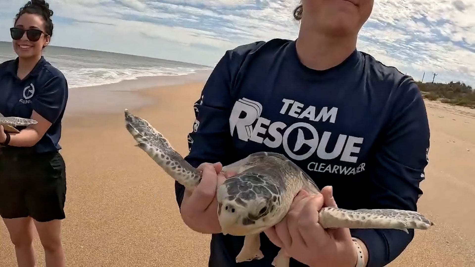 Cold-Stunned Sea Turtles Released Back Into The Ocean - Videos from The