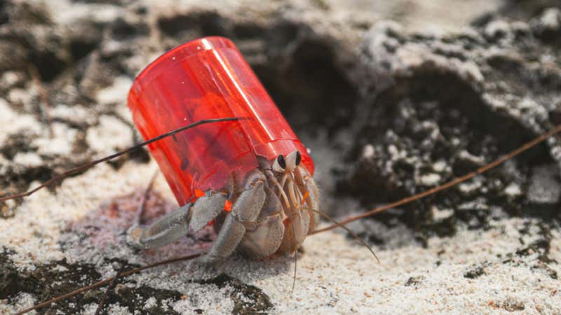 Hermit Crabs Using Trash For Shells - Videos from The Weather Channel