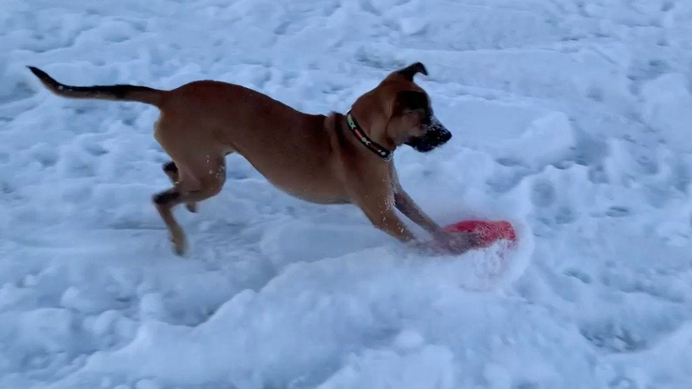 Dog Delights in Sledding Downhill