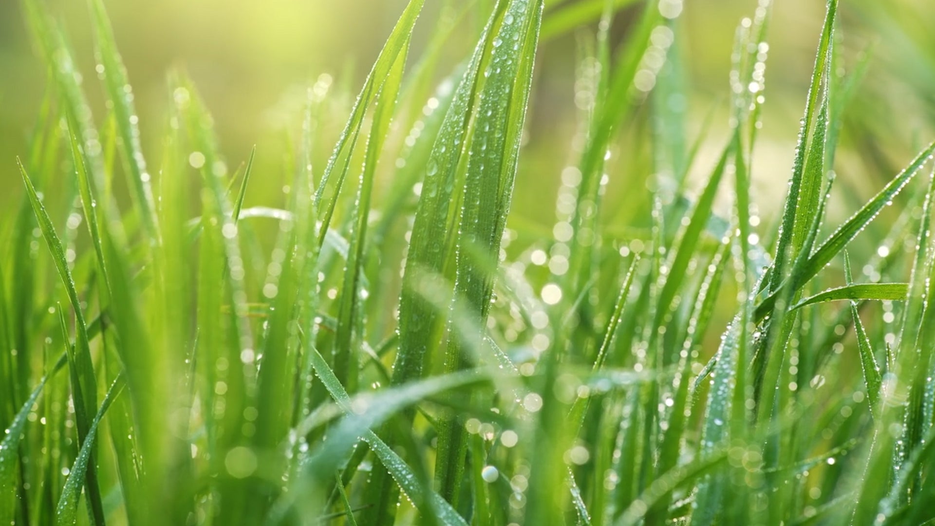 Spring Ready? Don&rsquo;t Fall For These 6 Lawn Care Myths