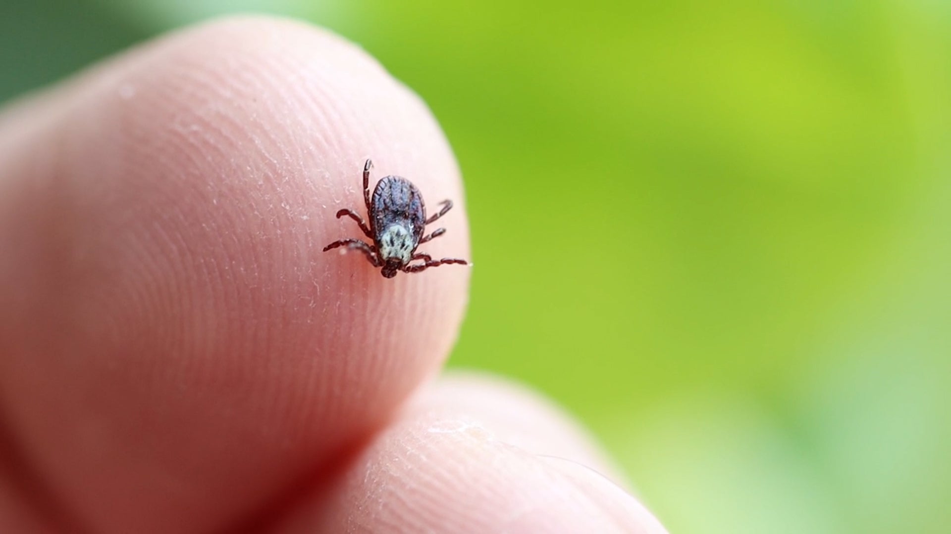Where Backyard Ticks Are Hiding Out, Researchers Pinpoint