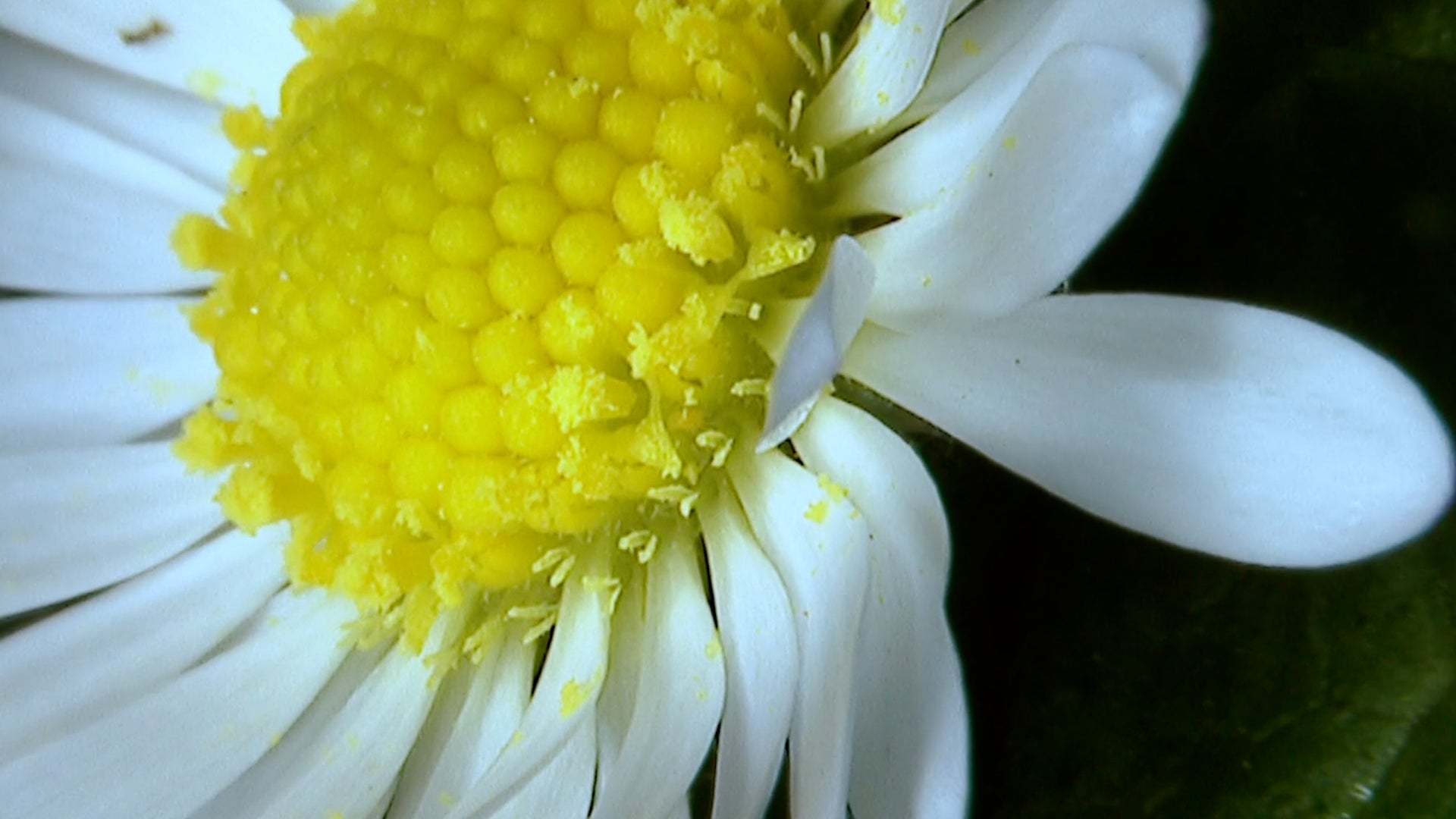 The Worst Plants For Allergies