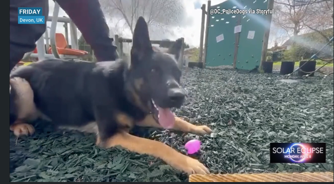 Police Dog Goes On An Easter Egg Hunt