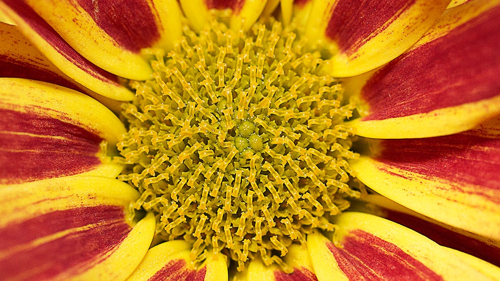 Flowers in Your Face (PHOTOS)