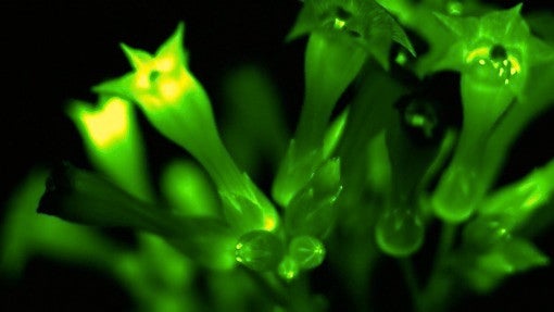 Genetically-Modified Petunias Could Make Your Garden Glow