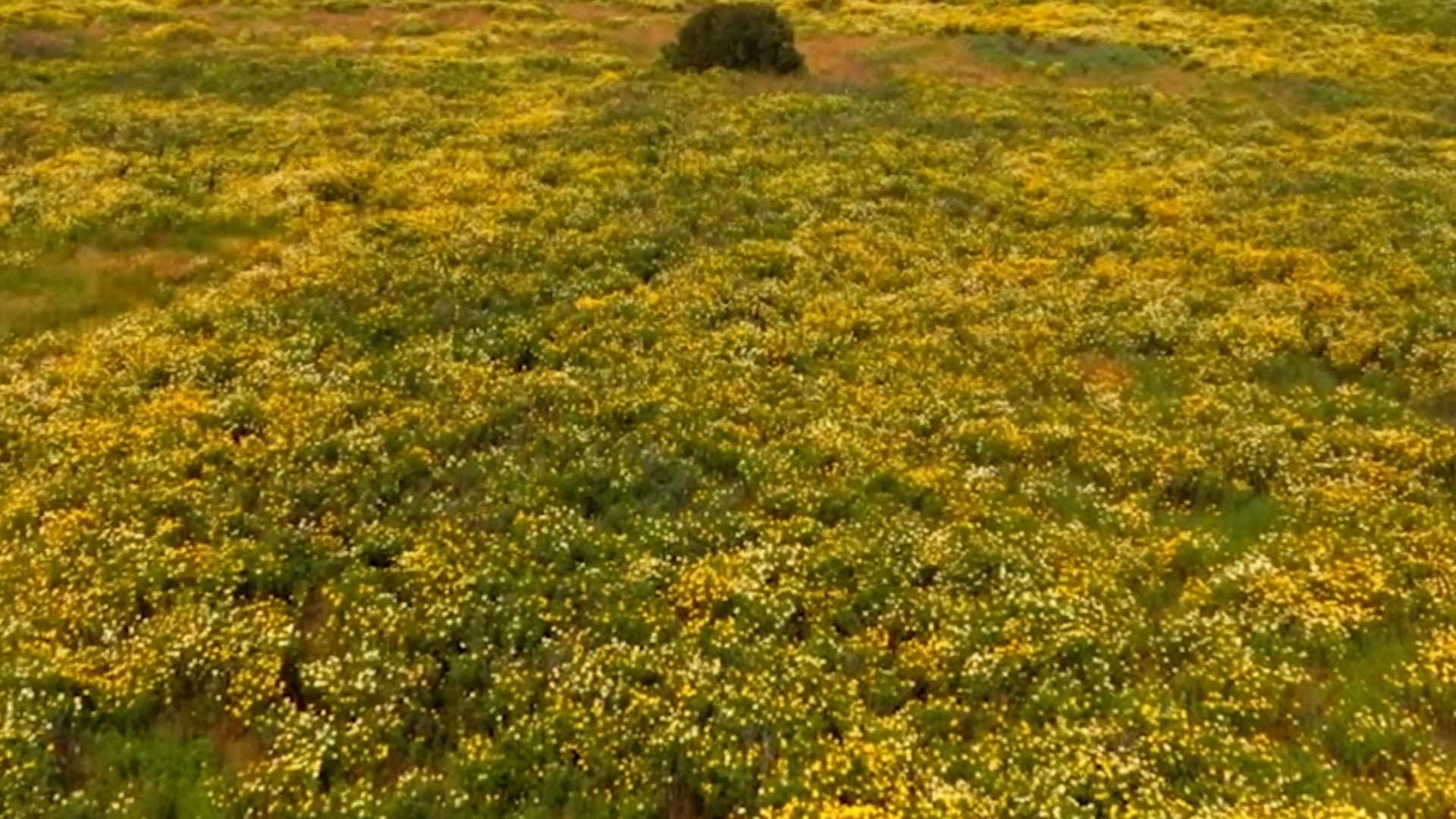 Drone Video Shows Gorgeous California Wildflowers