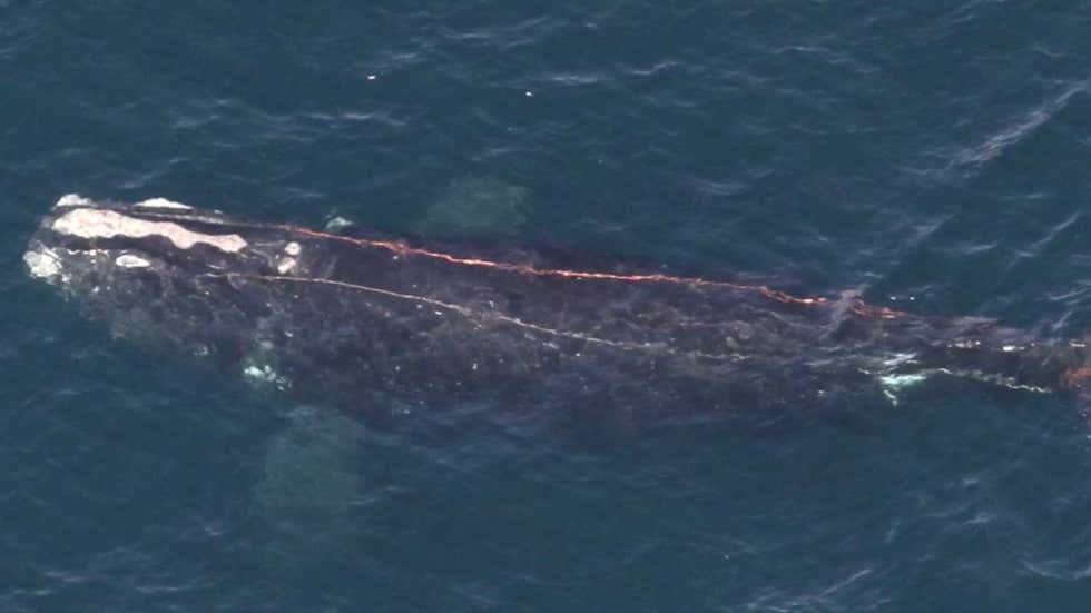 Endangered Right Whale Tangled In Rope - Videos from The Weather Channel