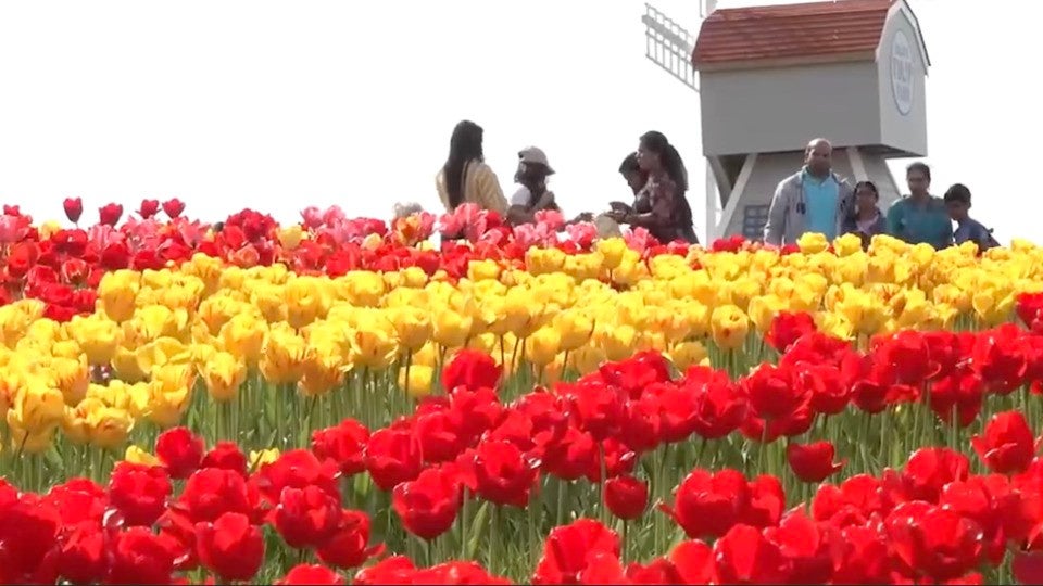 Half A Million Tulips in Full Bloom in England