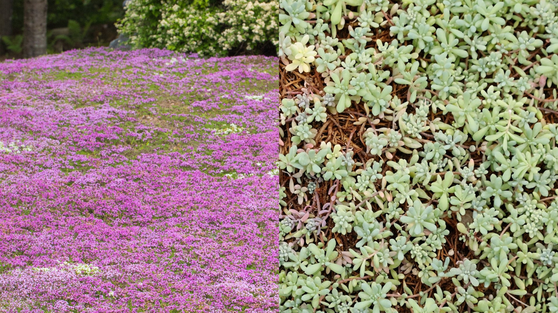 Greener Than Green: Alternatives To Traditional Lawns