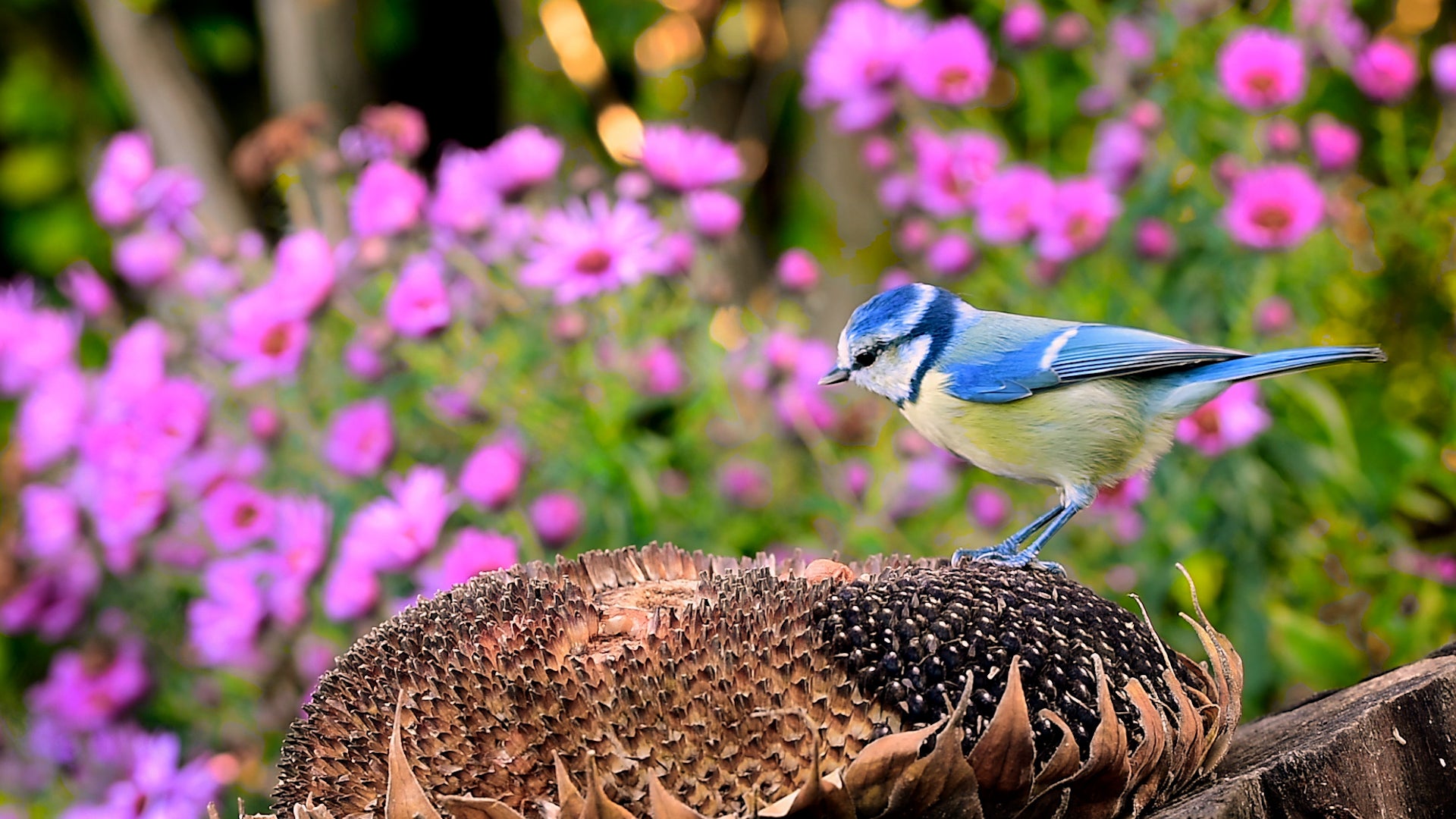 Want More Birds In Your Yard? Try A Splash Of Color